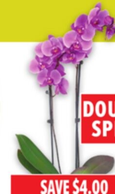 ORCHIDS | ORCHIDÉES
