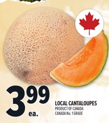 LOCAL CANTALOUPES