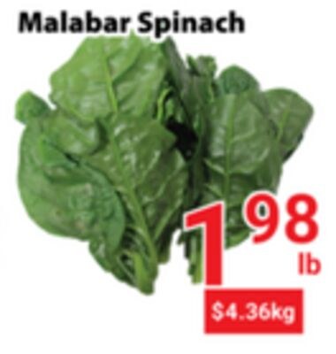 Malabar Spinach