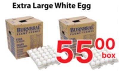 Extra Large White Egg