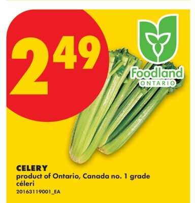 CELERY