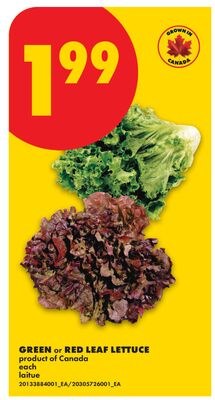 GREEN or RED LEAF LETTUCE