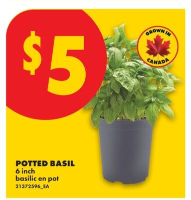 POTTED BASIL, 6 INCH