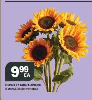 NOVELTY SUNFLOWERS