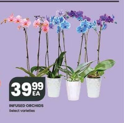 INFUSED ORCHIDS