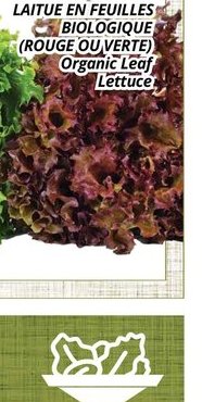 Laitue en feuilles biologique rouge ou verte