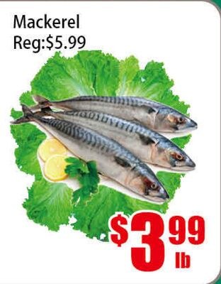 Mackerel