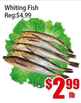 Whiting Fish