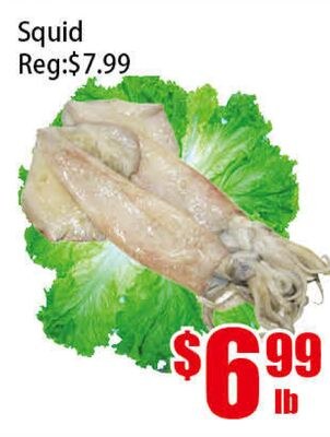 Squid