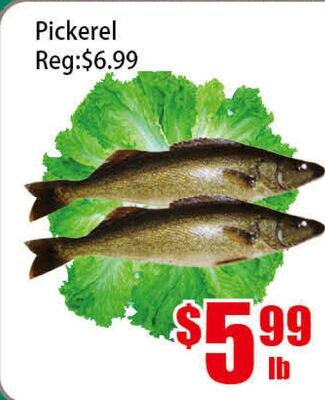 Pickerel