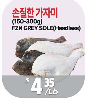 FZN GREY SOLE(Headless)