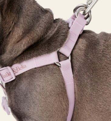 Bailey & Bella Waterproof Step-in Black Dog Har…
