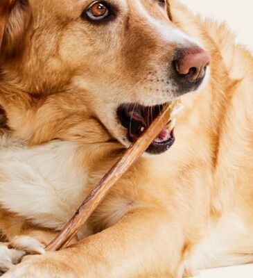 Performatrin Ultra 12" Beef Bully Stick Dog Tre…