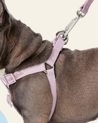Bailey & Bella Waterproof Step-in Dog Harness