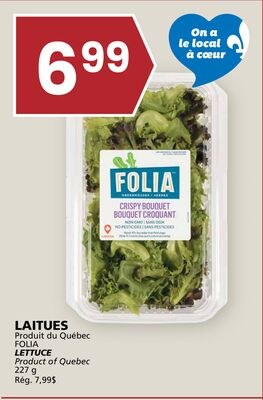 LAITUES FOLIA