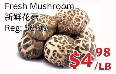Fresh Mushroom