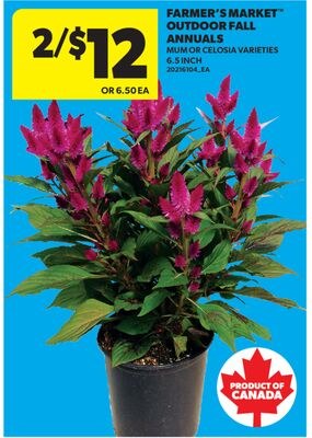 FARMER'S MARKET™ OUTDOOR FALL ANNUALS, 6.5 INCH