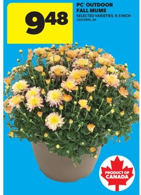 PC OUTDOOR FALL MUMS, 9.5 INCH