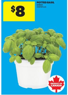 POTTED BASIL, 8 INCH