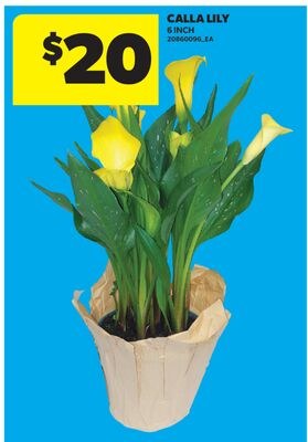 CALLA LILY, 6 INCH