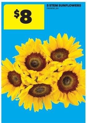 5 STEM SUNFLOWERS