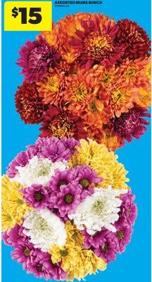ASSORTED MUMS BUNCH