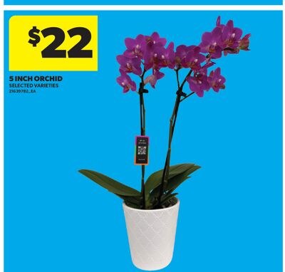 5 INCH ORCHID