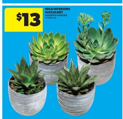 WILD INTERIORS SUCCULENT