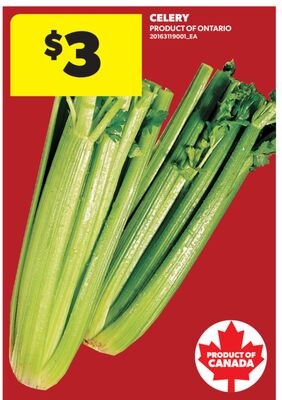 CELERY