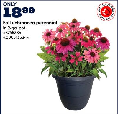 Fall echinacea perennial