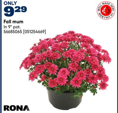 Fall mum