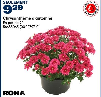 Chrysanthème d'automne RONA