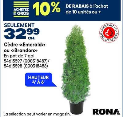 Cèdre «Emerald» ou «Brandon»