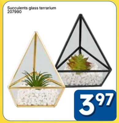 Succulents glass terrarium