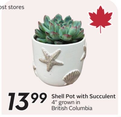 Shell Pot with Succulent