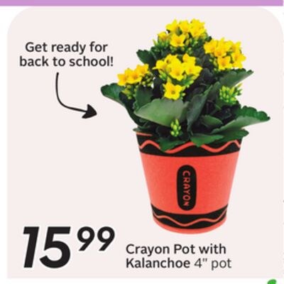 Crayon Pot with Kalanchoe
