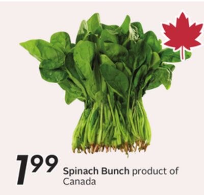 Spinach Bunch