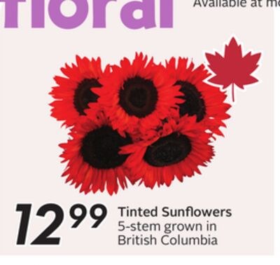 Tinted Sunflowers