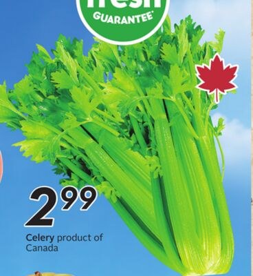 Celery