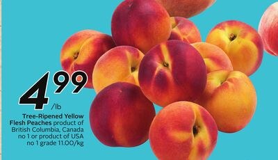 Tree-Ripened Yellow Flesh Peaches - Peach Fest