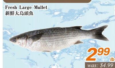 Fresh Large Mullet