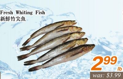 Fresh Whiting Fish