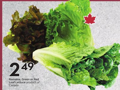 Romaine, Green or Red Leaf Lettuce