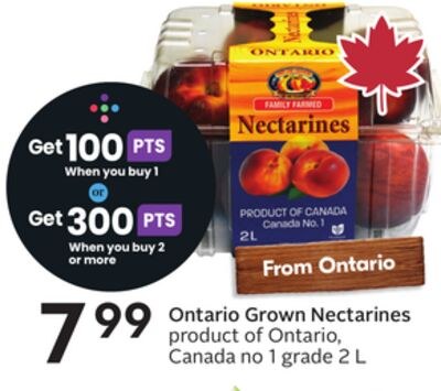 Ontario Grown Nectarines