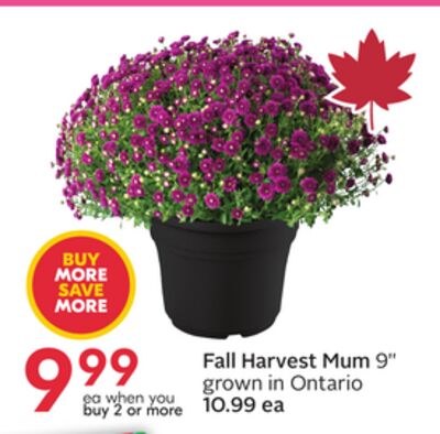 Fall Harvest Mum