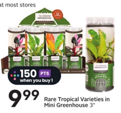 Rare Tropical Varieties in Mini Greenhouse
