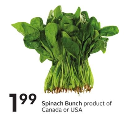 Spinach Bunch