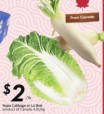 Napa Cabbage or Lo Bok