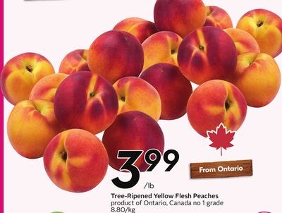 Tree-Ripened Yellow Flesh Peaches - Peach Fest