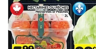 Champignons huître biologiques